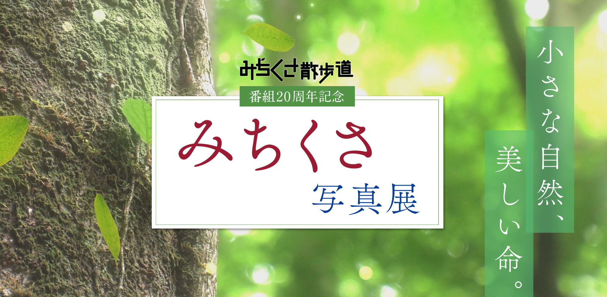 みちくさ散歩道 20周年記念「みちくさ写真展」