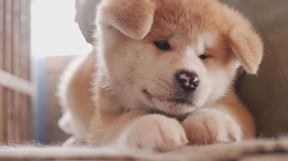 【satonokaセレクト】あきた犬だらけ