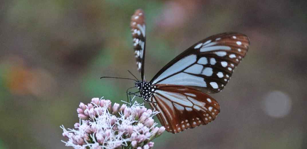 クロッフル いちご