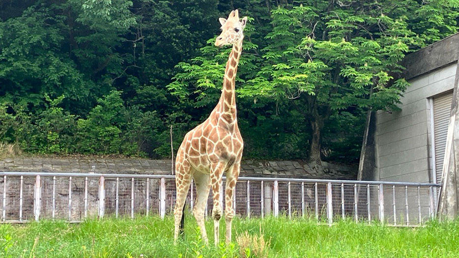 ちたまるあにまる特別編in東山動植物園